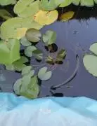 Piante acquatiche:Ninfee