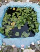 Piante acquatiche:Ninfee