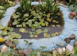 Piante acquatiche:Ninfee