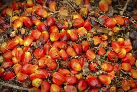 olio di palma per cucinare, biodiesel e altri usi