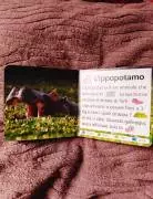 animali da record