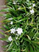 Iris Japonica "Fiore Farfalla"