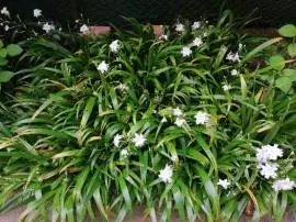Iris Japonica "Fiore Farfalla"