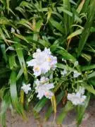 Iris Japonica "Fiore Farfalla"