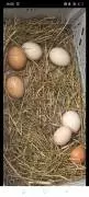Uova fresche di gallina  genuine di giornata 
