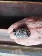 anello con perline