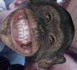 frasanaplesa78